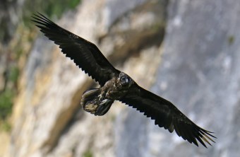 Bartgeier Vinzenz | © Markus Leitner
