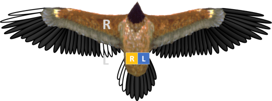 Bleichmuster und Ringe von Bartgeier Nepomuk, der linke Ring ist gelb, der rechte blau. Nepomuks gebleichte Federn befinden sich im Stoß, in den äußersten linken Handschwingen und in den äußeren linken Armschwingen | © IBM
