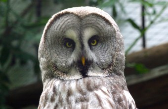 Bartkauzkopf, er schaut in die Kamera | © Angela Maurer