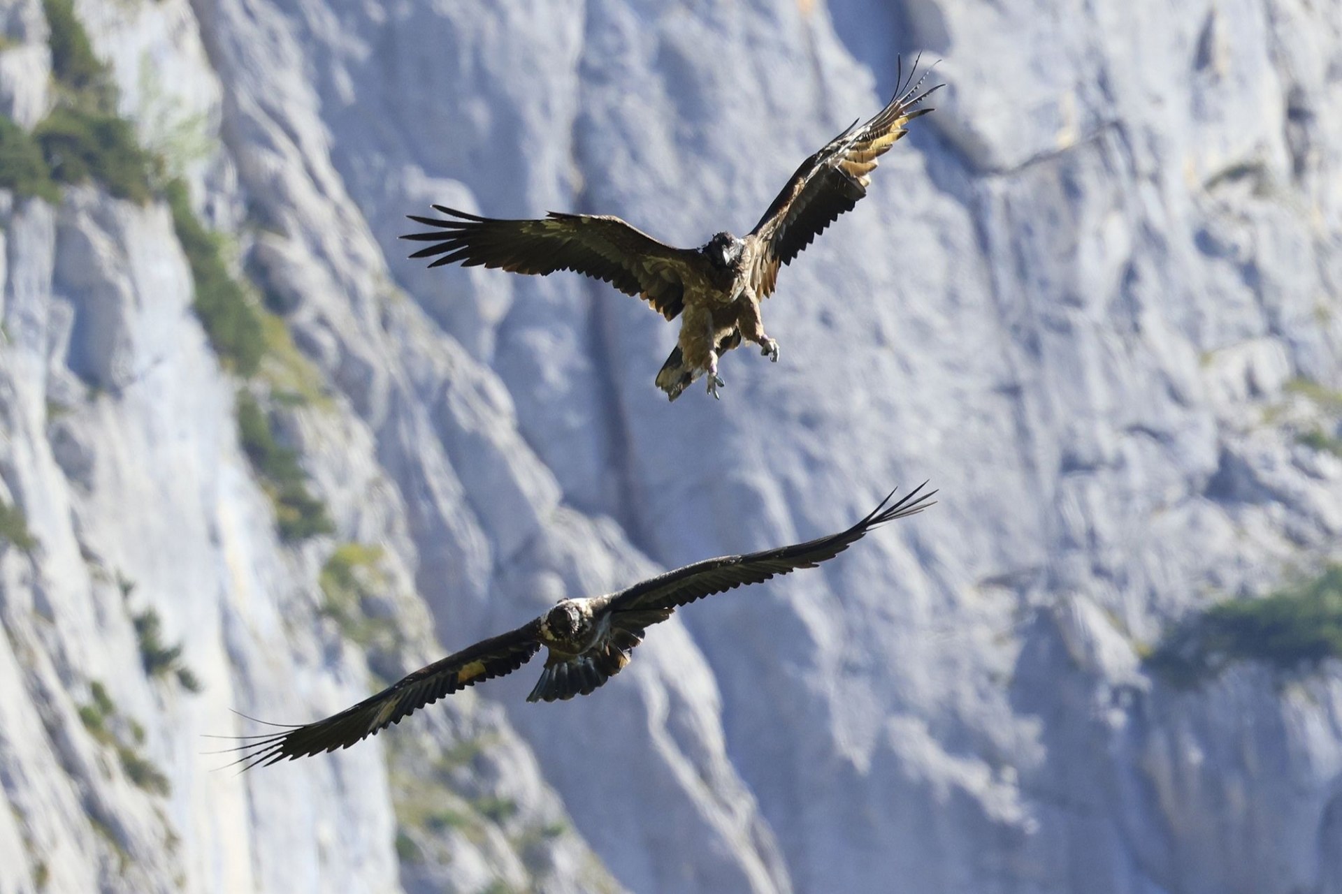 Bavaria fliegt über Wally | © Markus Leitner