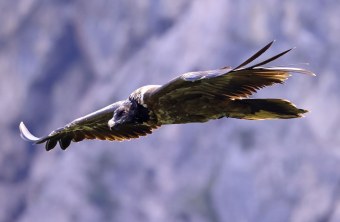 Bavaria seitlich | © Markus Leitner