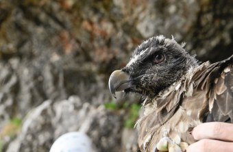Bavaria in der Felsnische | © Hansruedi Weyrich