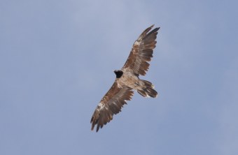 Bavaria im Mai 2024 | © Kilian Frühholz