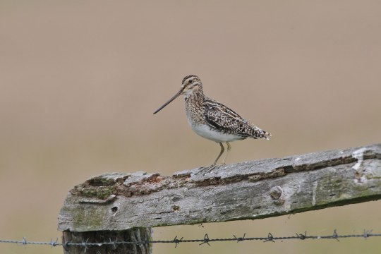 Bekassine steht auf einem alten Gatter, davor ein Stacheldrahtzaun | © Rüdiger Becker