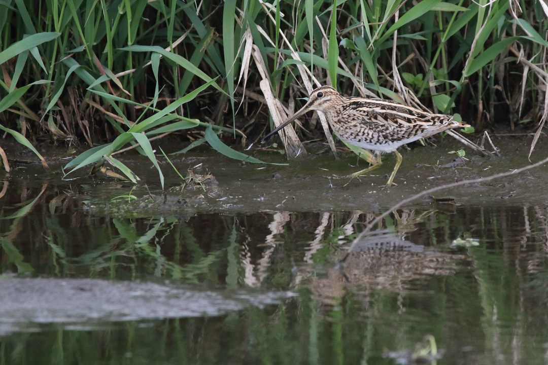 Beakssine läuft am Ufer eines flachen Gewässers entlang, hinter ihr grünes Schilf | © Carl-Peter Herbolzheimer