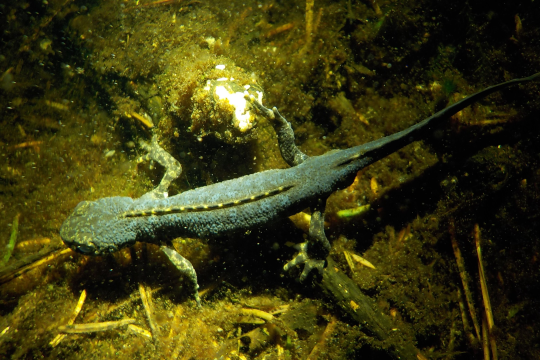Bergmolch unter Wasser | © Christian Stierstorfer