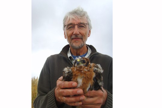 Wiesenweihe wird beringt | © LBV
