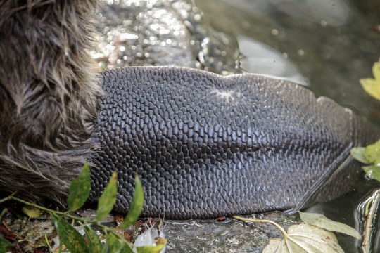 Nahaufnahme eines Biberschwanzes, die sogenannte Kelle | © Ralph Sturm