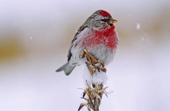 Birkenzeisig | © Helmut Naneder