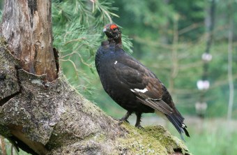 Birkhahn auf einem Baum | © Dr. Christoph Moning