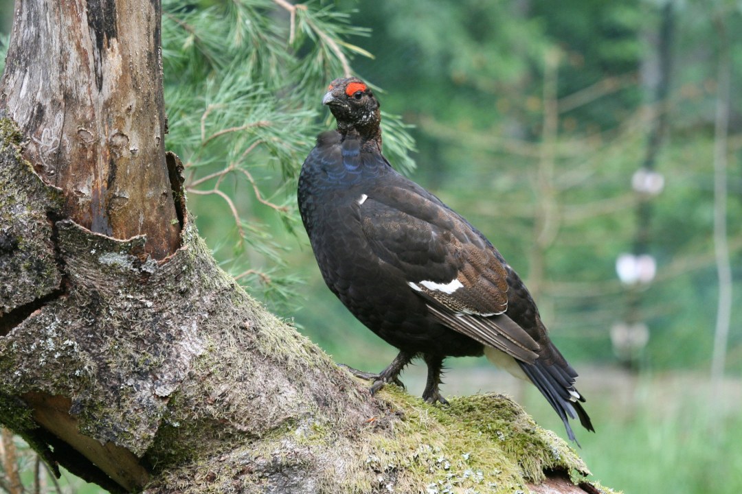 Birkhahn auf einem Baum | © Dr. Christoph Moning