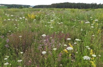 Blühfläche im Sommer 3 | © Hartwig Brönner