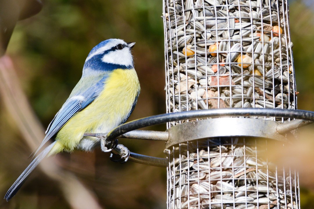 Blaumeise sitzt am Ring einer Futtersäule, die mit Sonnenblumenkernen und anderem gefüllt ist | © Bernhard Leonhardt