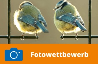 Zwei Blaumeisen | © Sieghart Muthsam