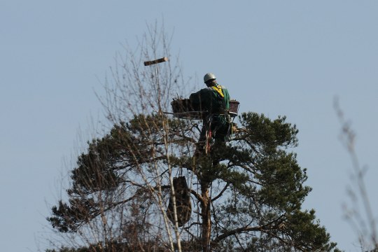 Helfer verbaut Nistmaterial in Fischadlerhorst | © Verena Auernhammer