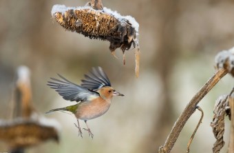 Buchfink | © Michael Wintermayr