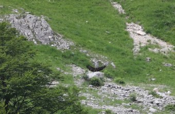 Dagmar zeigt ihre Spannweite | © R. Straube, LBV