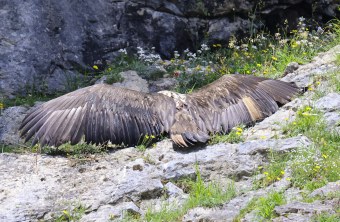 Dagmar breitet ihre Flügel aus | © Markus Leitner