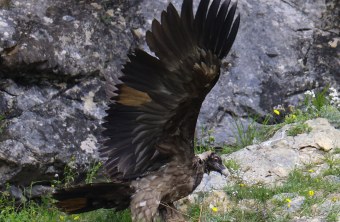 Dagmar mit ausgebreiteten Flügeln | © Markus Leitner