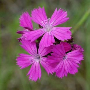 Dianthus carthusianorum Karthäuser Nelke  | © Dr. Eberhard Pfeuffer