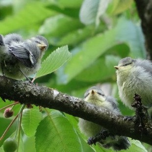 Drei junge Blaumeisen auf einem Kirschbaum | © Maria Bauer