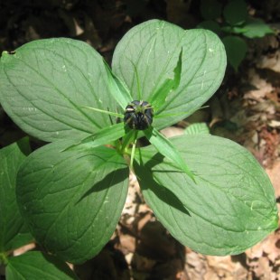 Einbeere | © Christiane Geidel