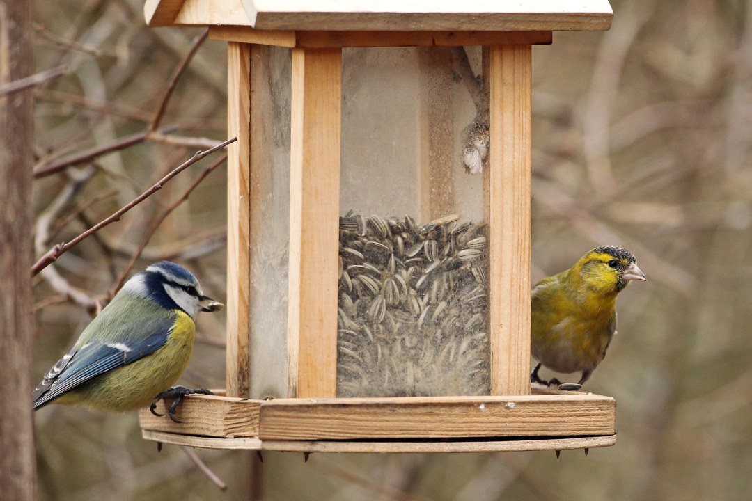 Blaumeise und Erlenzeisig sitzen auf einem Futterhaus welches mit Sonnenblumenkernen gefüllt ist. Die Blaumeise hält einen Kern im Schnabel. |© Claudia Becher