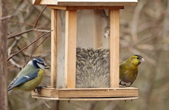 Blaumeise und Erlenzeisig sitzen auf einem Futterhaus welches mit Sonnenblumenkernen gefüllt ist. Die Blaumeise hält einen Kern im Schnabel.