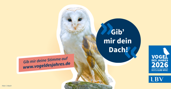 Eine Schleiereule wirbt für die Wahl zum Vogel des Jahres 2026, unterstützt vom LBV.