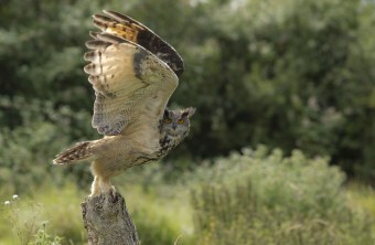 Schleiereule im Flug | © Marcus Bosch