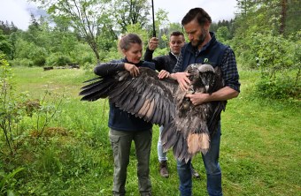 Dagmars Flügelmarkierung | © Hansruedi Weyrich