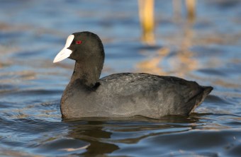 Blässhuhn im Wasser das sich leicht wellt | © Zdenek Tunka