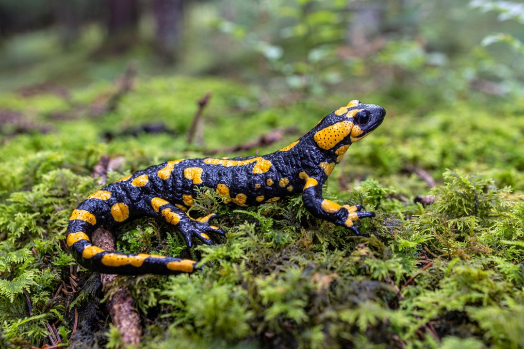 Feuersalamander | © Andreas Hartl