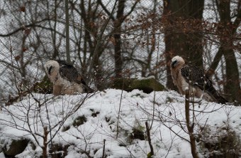 Bartgeier im Tiergarten Nürnberg Winter 2020 | © Nicole Friedrich