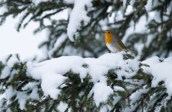 Rotkehlchen | © Dr. Olaf Broders