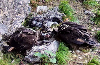 Generl und Luisa streiten sich um einen Knochen | © LBV-NPV