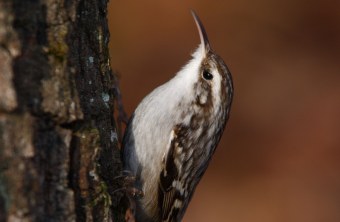 Gartenbaumläufer | © Frank Derer