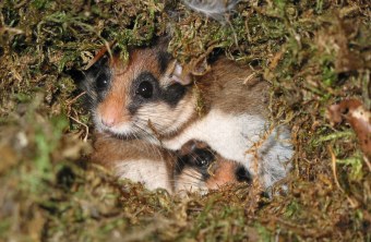 Zwei Gartenschlaefer im Nest | © Rudi Leit