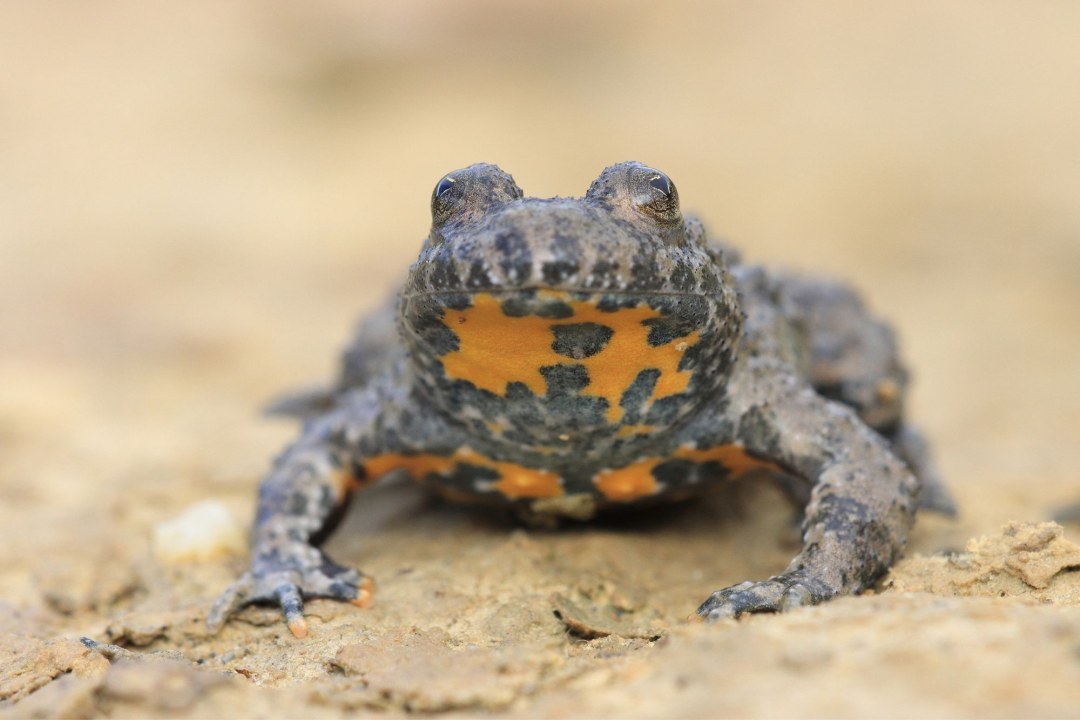 Gelbbauchunke | © Stefan Masur