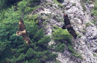 Zwei Geier schweben elegant über einer felsigen Landschaft, eine Szene inspiriert von Matthias Feldhoffs Naturbeobachtungen. | © Landesbund für Vogel- und Naturschutz in Bayern e. V.