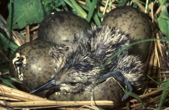 Großer Jungvogel der Brachvögel und Eier | © LBV