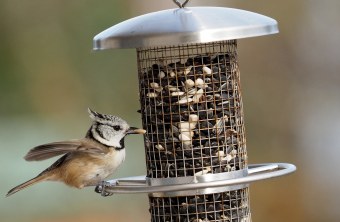 Eine Haubenmeise kurz vor dem Abflug mit einem Kern im Schnabel an einer Futtersäule | © Ludwig Holl