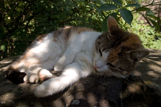 Eine weiß und rot gescheckte Katze sonnt sich auf einem Stein | © Oliver Wittig