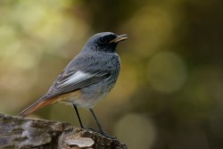 Aufnahme eines Hausrotschwanzes von Hinten, der Schnabel ist leicht geöffnet | © Hans Schaffelhofer