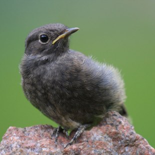 Hausrotschwanz sitzt auf einem Stein | © Manfred Schmidl