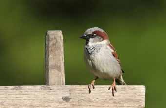 Haussperling-Männchen auf einem Holzzaun | © Dieter Hopf