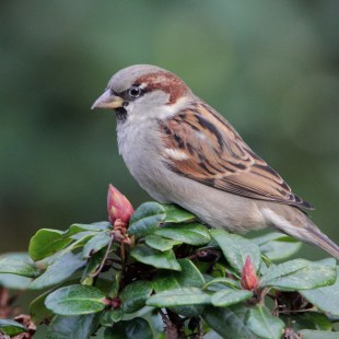 Haussperling | © Reinhold Peisker