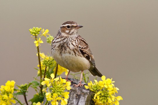 Heidelerche | © Rosl Rößner