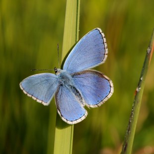 Himmelblauer Bläuling | ©Dr. Eberhard Pfeuffer