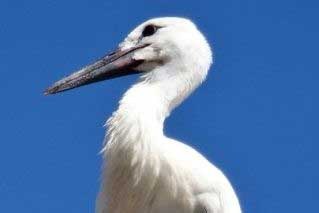 Weißstorch Hohenwart | © T. Wurschy